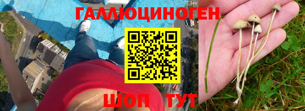 Муравленко  Псилоцибиновые грибы мухоморы  Вход с VPN  Псилоцибиновые грибы GOLDEN TEACHER 